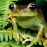 froggit's profile picture
