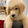 a cute dog's profile picture