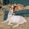 Profilbild von 🐐Winston🌈Thatcher🌈Domino, Walnut, Jasper🐐