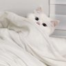 Фото профиля CatNurturedSoul