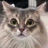 Profilbild von みるく(ママ)🐈🐾