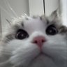 mitolyu profil fotoğrafı
