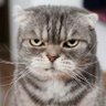 Esnard's profile picture