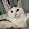 むーすトのあ's profile picture