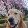 ぼくちゃん 的头像