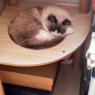 深圳爱好者's profile picture