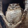 MarshmallowNightowl's profile picture