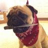Profilbild von Notorious PUG