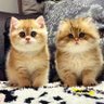 Digua profil fotoğrafı