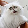 Кот Iran 的头像