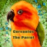 Haines Parrot Guy's profile picture