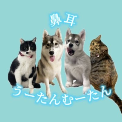HanaMimiUruMuu's profile picture