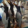 Фото профиля ろくろくペンギン
