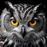 Enigma profil fotoğrafı