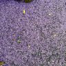 weiyihui profil fotoğrafı