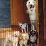 シロネコヤマト🐾🇯🇵 的头像