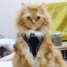 なおコス🐾🍀🦔😺na_oks🪄🐾🍀💫🌕🦭🦜🐁🐲 profil fotoğrafı