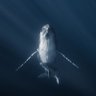 Daoliang Daoliang is a volunteer at the monaste's profile picture