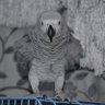 Фото профиля mimo gardy