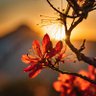 Profilbild von Erythrina Crista-Galli