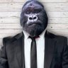Gorilão da Montanha's profile picture