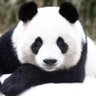 ChinChinPanda6's profile picture