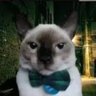 Profilbild von Michi con moño