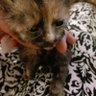 tennessee rex cat1's profile picture