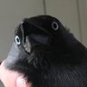 Profilbild von Morri op