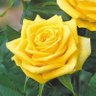 خواطر✨داعسة الطواقي👞's profile picture
