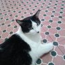 mimidaira's profile picture