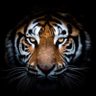 King Tigrenok profil fotoğrafı