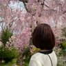 こはり's profile picture