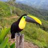 Renato Rocha's profile picture