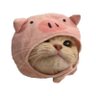 Фото профиля PigCat 🐷😼