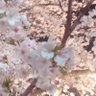 Profilbild von 桜月