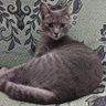 doutora peitinho profil fotoğrafı