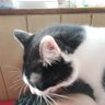 ごりさん's profile picture
