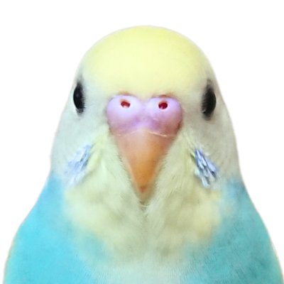 プリンの日記帳's profile picture