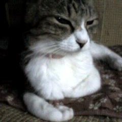 QJNNsHRSBQ39722's profile picture