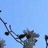 skybluespirit 的头像