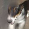 MagpieBurntTimberpopSon's profile picture