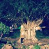 Фото профиля Ümmü Gülsüm Havutcu