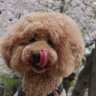 Profilbild von MEGUMI🐩