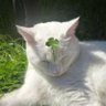 Profilbild von hopintheback