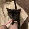 黒猫クロ銀(銀時) 的头像
