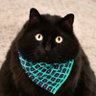Фото профиля чорный Властелин Котеурон