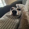 Dude Guy's profile picture