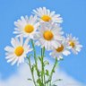 Daisy 的头像