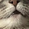 Profilbild von Donovan